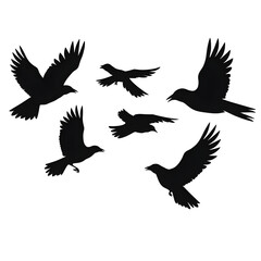 Obraz premium ravens flying silhouette