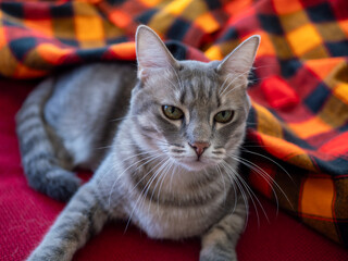 Chat domestique gris rayé assis sur un fond rouge