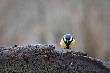  Small bird great tit (Parus major)  in the nature perched on tree branch in winter time. Great tit standing on a log. 