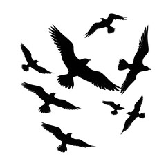 Obraz premium seagulls silhouette