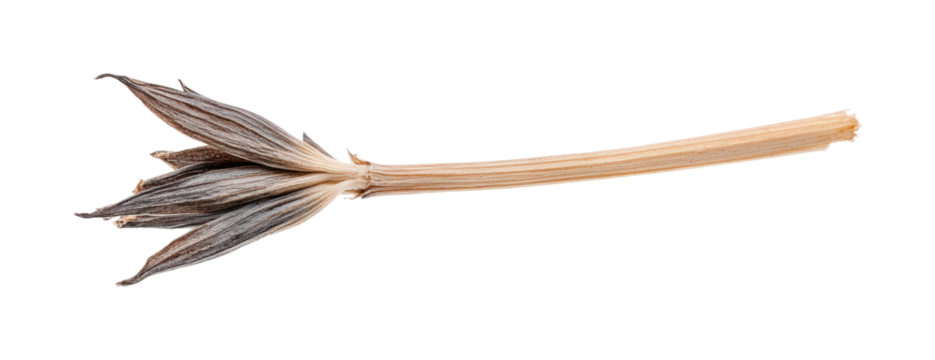 Culinary delights wild garlic foraging isolated on transparent background