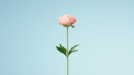 peony flowers are a beautiful concept. Soft pink flower against a light blue background.