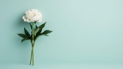 Obraz premium peony flowers are a beautiful concept. Single white flower against a mint green background.