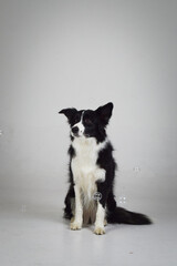 photo of dog in photo studio on white color. white background in photo studio with dog.	

