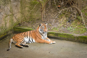 Asian tiger is laying in zoo habitat. He is waiting for animal caretaker.	
