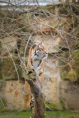 Asian tiger is standing on the log in zoo habitat. He is waiting for animal caretaker.	
