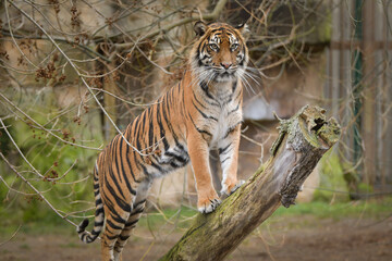 Asian tiger is standing on the log in zoo habitat. He is waiting for animal caretaker.	
