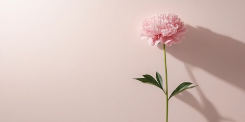 peony flowers are a beautiful concept. Single pink flower on a soft beige background, casting a gentle shadow.
