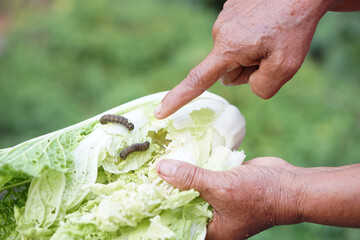 Close up hand holds organic vegetable with little worm on it because non chemical using to kill it. Concept, agriculture crops, not beautiful condition but real safety food from nature growing.     