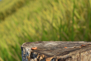 Wooden Tree Table Podium in rice field to display food, perfume and other products with natural background, Table in rice field with rice plants, in the afternoon.