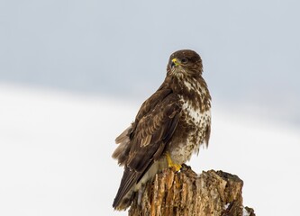 Beautiful Common Buzzard (Buteo buteo) sitting on a branch. Wild bird in winter, winter environment.