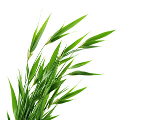 Fototapeta premium Dynamic green grass dance nature flora isolated on transparent background
