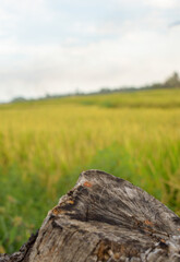 Fototapeta premium Wooden Tree Table Podium in rice field to display food, perfume and other products with natural background, Table in rice field with rice plants, in the afternoon.