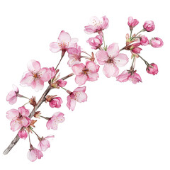 A delicate cherry blossom branch with blooming pink flowers, flowing petals, artistic cut-out illustration, transparent background, PNG