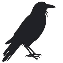 Fototapeta premium raven silhouette