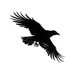 Obraz premium raven flying silhouette