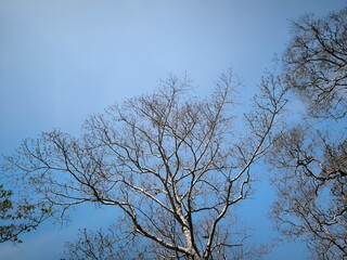 The leaves are all falling off