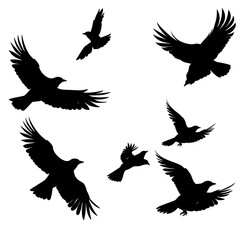 Obraz premium ravens flying silhouette