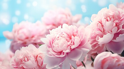 Exquisite Pink Peonies Blossoming in Soft Light