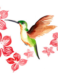 Humming bird. Hand drawn watercolour illustration