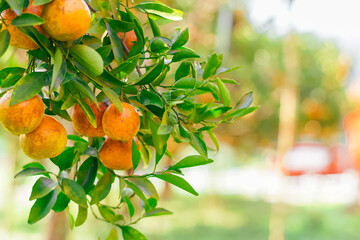 Fresh oranges ripen on the tree in lush garden, bathed in sunlight.  perfect blend of nature and freshness ready for harvest copy space for your text