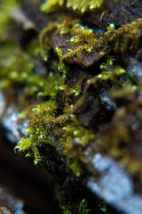 Close up of moss growing on a log