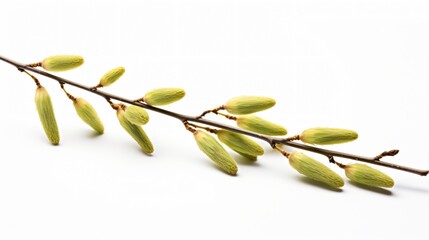 Isolated Willow Catkins on White Background