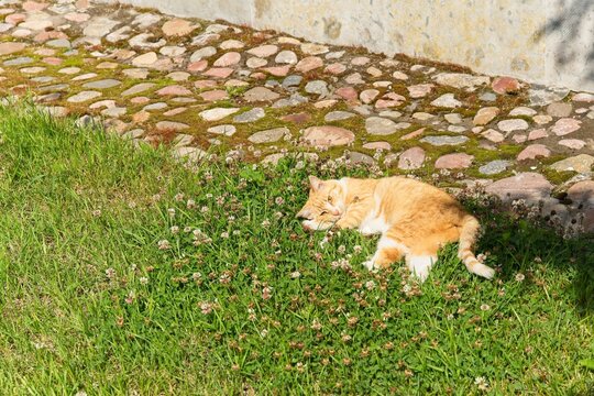 A ginger domestic cat lies on the green grass.                              