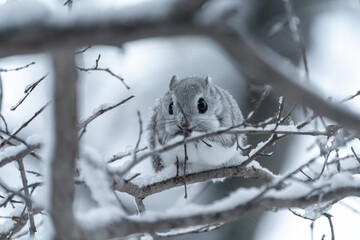 北海道　エゾモモンガ　小動物　哺乳類　かわいい