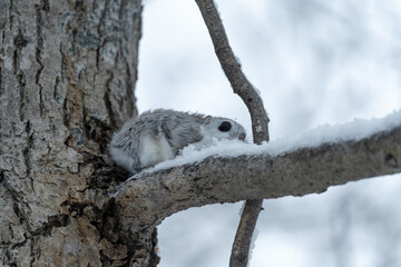 北海道　エゾモモンガ　小動物　哺乳類　かわいい