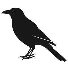 Obraz premium crow silhouette