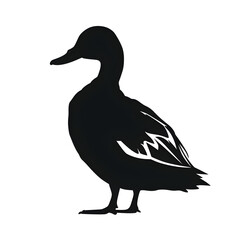Fototapeta premium mallard silhouette
