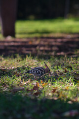 hoopoe bird on the green grass
