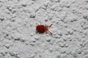 Trombicula autumnalis insect macro photo