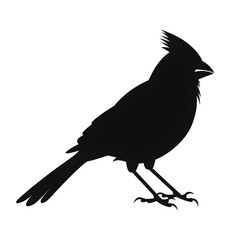 Obraz premium cardinal silhouette