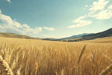 Naklejka premium Golden wheat fields and rolling hills in a peaceful rural landscape