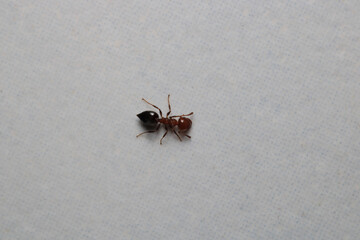 crematogaster scutellaris ant macro photo	