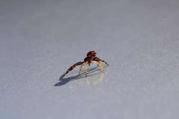 xysticus kochi spider macro photo	