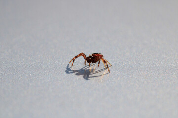 xysticus kochi spider macro photo	