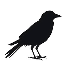 a crow silhouette