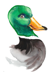 Mallard duck head. Hand drawn watercolour illustration