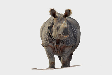  Panzernashorn (Rhinoceros unicornis) freigestellt, vor weißem Hintergrund 