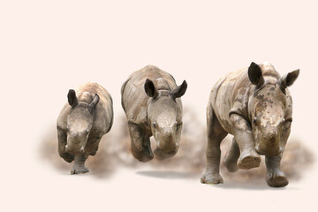 Breitmaulnashorn (Ceratotherium simum) drei Nashörner laufen um die Wette, freigestellt, frontal  