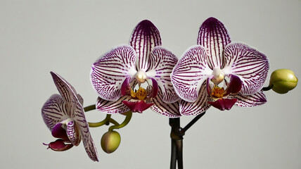 orchid