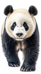 Fototapeta premium Panda bear standing in snow-covered environment with trees and winter landscape