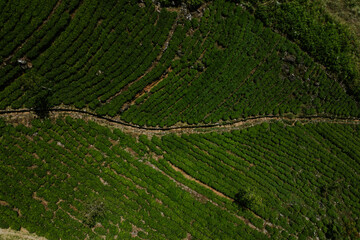 Pola herbaciane na Sri Lance © Katarzyna