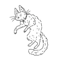 Vector illustration of sleeping fluffy cat with collar, side view on white background. For children coloring and design with pets for veterinary clinic