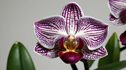 orchid