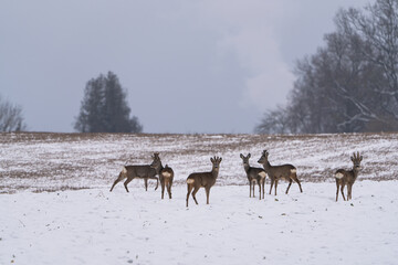 deer in the snow
