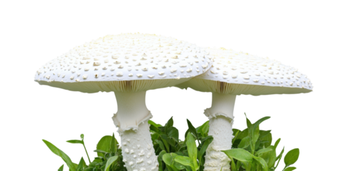 Mushroom growth forest botanical nature isolated on transparent background - Generative AI